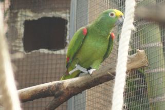 Amazona ochrocephala - Gelbscheitelamazone